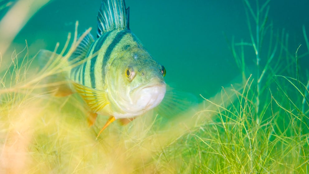Fish in the Lake