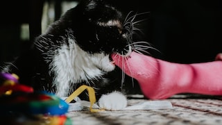 Cat Bites Pink Sock on Foot