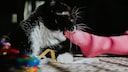 Cat Bites Pink Sock on Foot