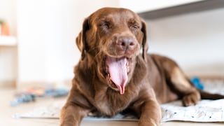 Labrador Yawns