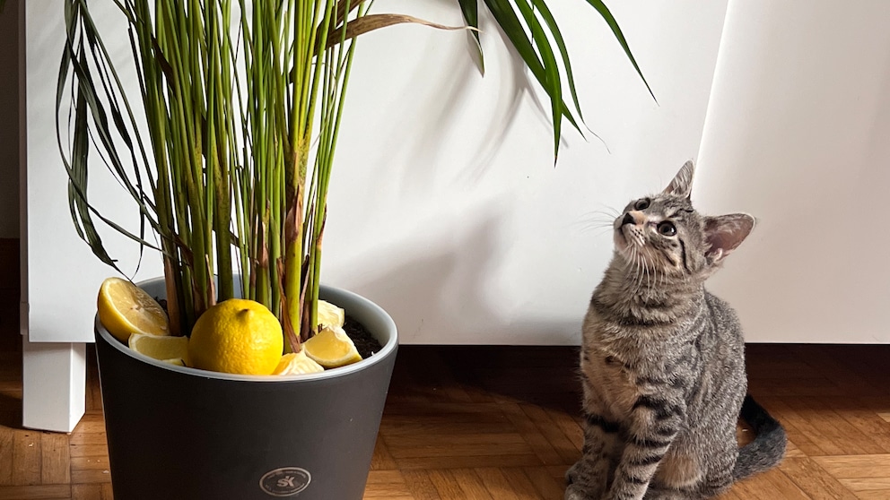 Editorial kitten Ivy looks at plant