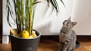 Editorial Kitten Ivy Looks at Plant