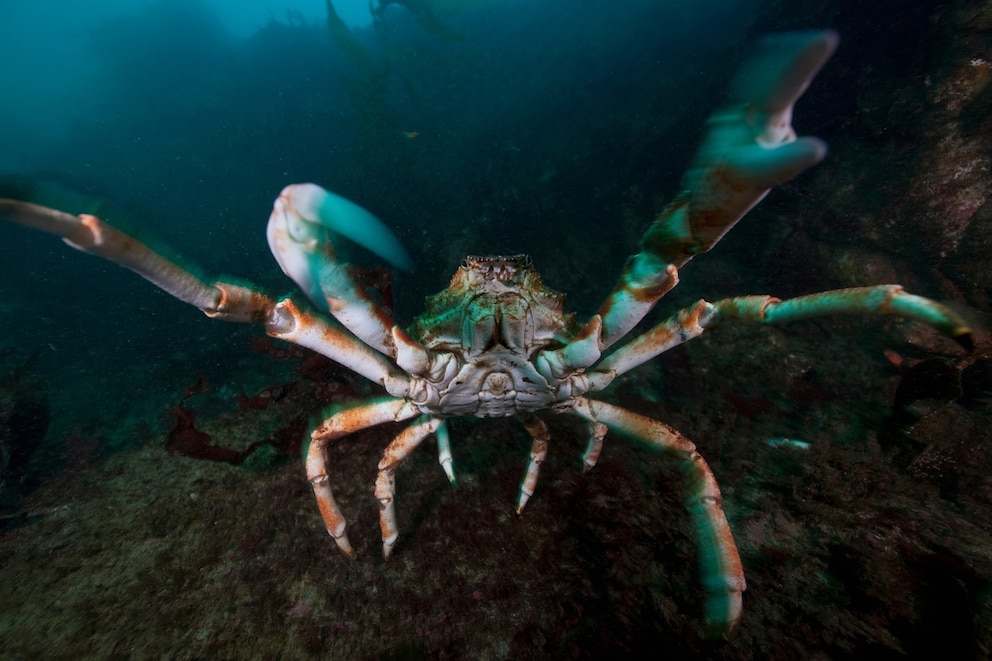 How Big Does the Japanese Spider Crab Get?