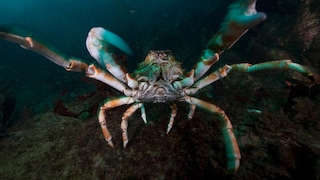 The Japanese spider crab is also known as the giant sea spider—but why is that?