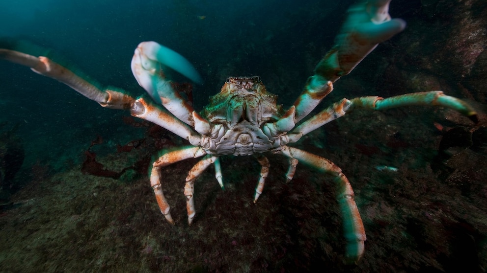 The Japanese spider crab is also known as the giant sea spider—but why is that?