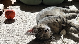 Whether a cat is bored can primarily be determined by observing the animal's overall behavior. This is also true for Ivy, the cat of PETBOOK staff member Emily Reimann.