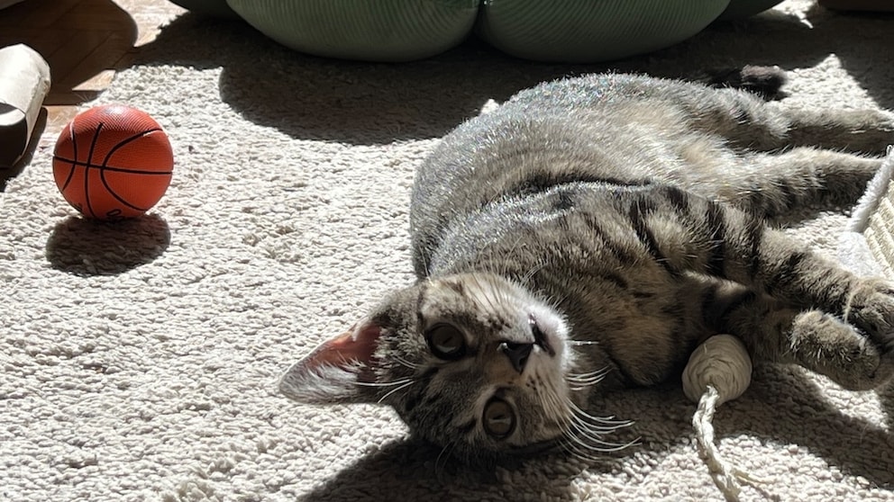 Whether a cat is bored can primarily be determined by observing the animal's overall behavior. This is also true for Ivy, the cat of PETBOOK staff member Emily Reimann.