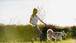 Dog Pulls on Leash