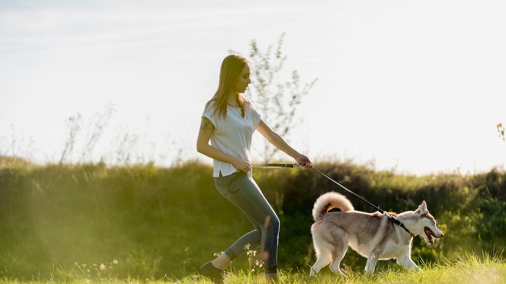 Dog Pulls on Leash