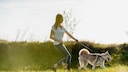 Dog Pulls on Leash