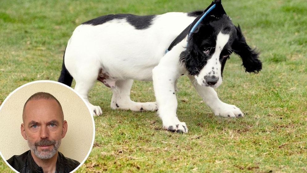 For dog psychologist Marc Ebersbach, violence against dogs often begins earlier than many owners suspect.