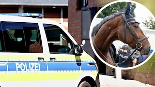 Police Horse Rabauke