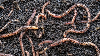 Earthworms in the Soil