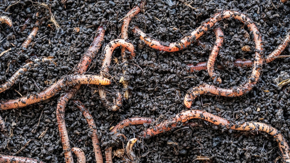 Earthworms in the Soil
