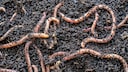 Earthworms in the Soil