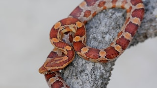 Corn snake on a branch