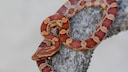Corn snake on a branch