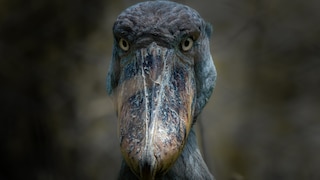 Shoebill
