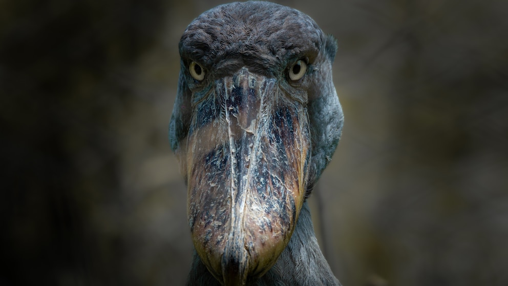 Shoebill
