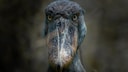 Shoebill