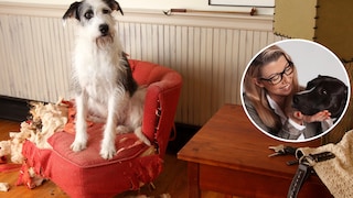Dog Sits on a Sofa