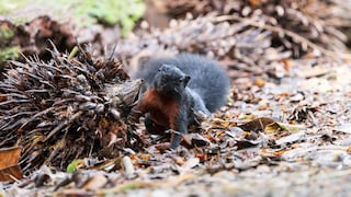 Prevost's squirrel in the rainforest at Tambunan.