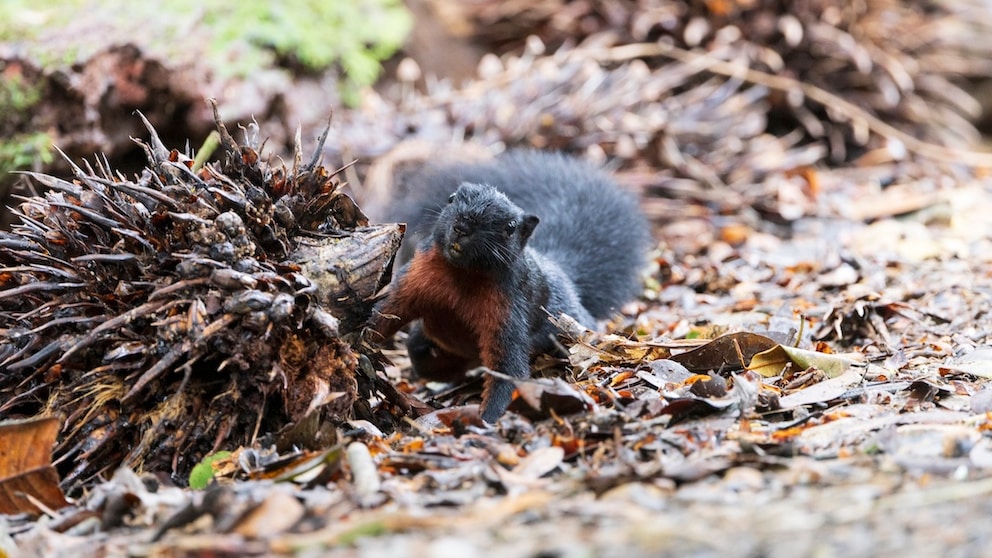 Prevost's squirrel in the rainforest at Tambunan.