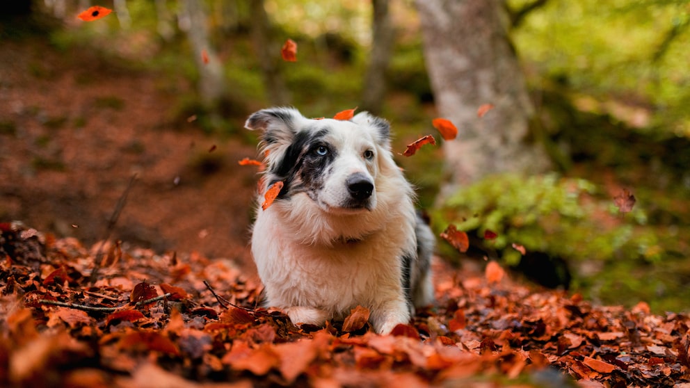 Why Are Fall Mites Dangerous for Dogs and Cats?