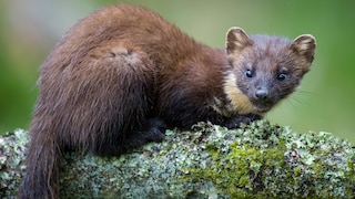 The marten differs from the weasel and ferret not only in size.