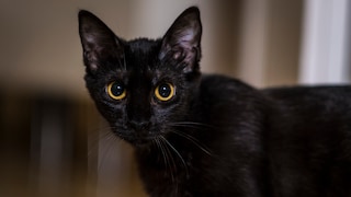 Animal welfare advocates issue annual warnings around Halloween about the dangers faced by outdoor cats.
