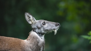 The Siberian musk deer has two long tusks in its upper jaw, despite being a herbivore.