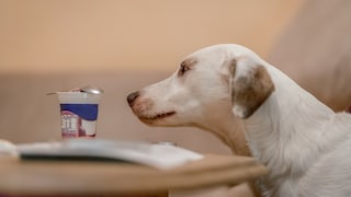 There's nothing wrong with feeding your dog some yogurt. However, you should pay attention to the type.