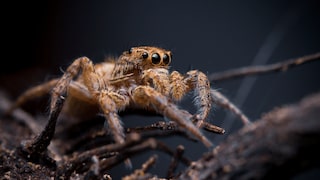 Some people find jumping spiders cute because of their large eyes, even though a particular species regularly feeds on human blood.