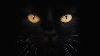 Black cats, bats, and owls are as much a part of Halloween as pumpkins, but the legends surrounding them are much older than the holiday itself.