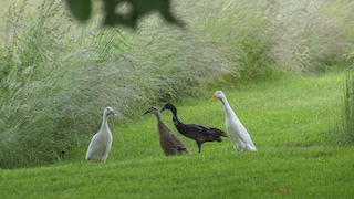 Runner ducks are effective against slugs in the garden, but they require plenty of space, water, and a sheltered coop.