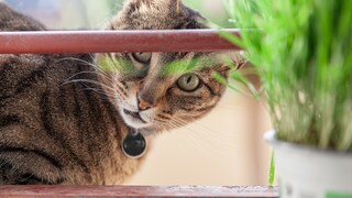 Have you ever offered your cat catnip?