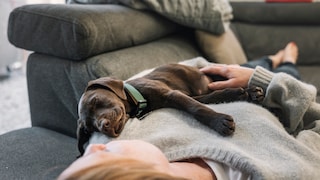 A dog sitting on your lap is usually not a sign of dominance, but rather of affection.