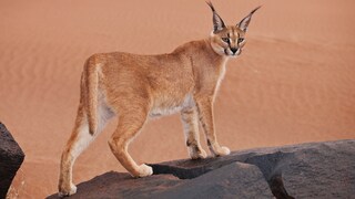 This wildcat can jump up to three meters high to catch its prey from the air.