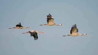 Cranes migrate south between September and October to escape the winter.