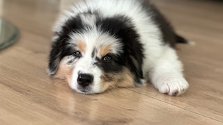 Puppy Ozzy Sleeps