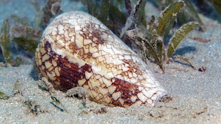 Cone snails from the genus Conus