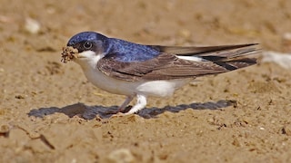 House Martin
