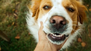 Person Touches Dog's Mouth
