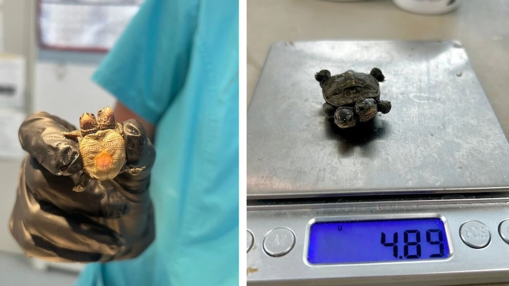 Tiny yet sensational: This diamondback terrapin has two heads and weighs just 5.2 grams.