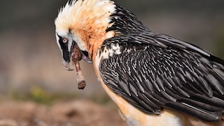 Bearded vultures feed on bones from animal carcasses, making up to 85 percent of their diet.