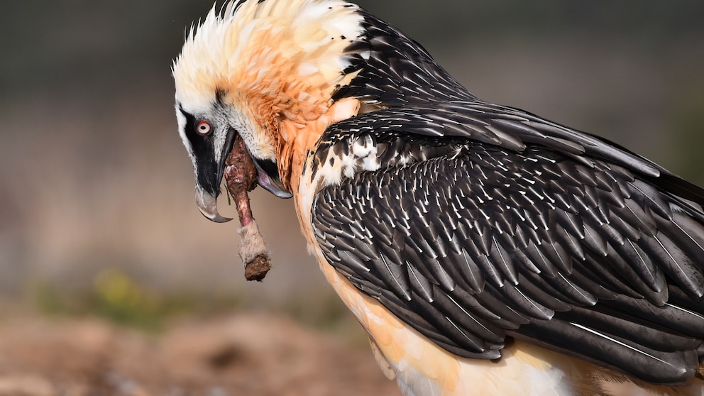 Bearded vultures feed on bones from animal carcasses, making up to 85 percent of their diet.