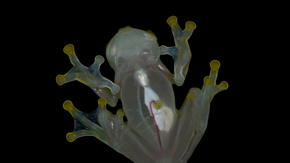 The glass frog certainly lives up to its name. With the naked eye, you can see the animal's organs.