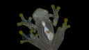 The glass frog certainly lives up to its name. With the naked eye, you can see the animal's organs.