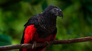 The Dracula parrot not only looks terrifying but also has a scream that chills to the bone.