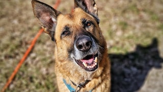 Shelter Dog Phex Seeks a Home